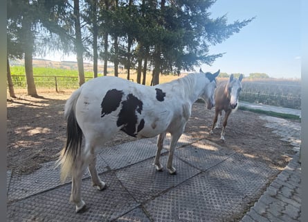 American Paint Horse Mix, Giumenta, 1 Anno, 148 cm, Pezzato