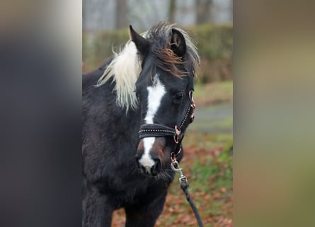 American Paint Horse, Giumenta, 1 Anno, 150 cm, Tobiano-tutti i colori