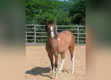 American Paint Horse, Giumenta, 1 Anno, 150 cm, Tobiano-tutti i colori