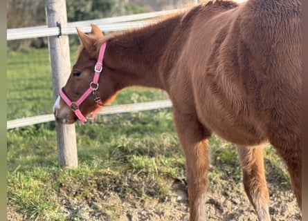 American Paint Horse, Giumenta, 1 Anno, Sauro