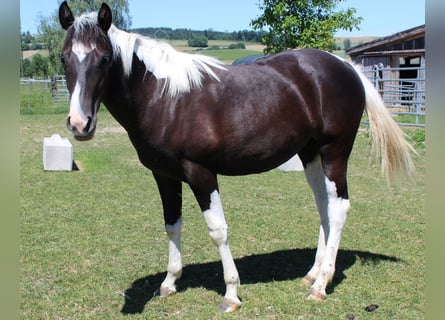 American Paint Horse, Giumenta, 1 Anno, Tobiano-tutti i colori