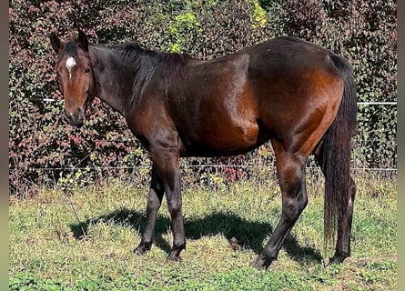 American Paint Horse, Giumenta, 2 Anni, 147 cm, Baio