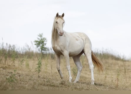 American Paint Horse, Giumenta, 2 Anni, 150 cm, Champagne