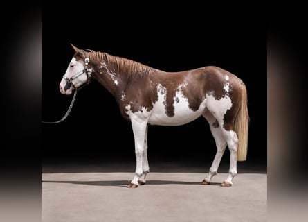 American Paint Horse, Giumenta, 2 Anni, 150 cm, Overo-tutti i colori