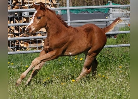 American Paint Horse, Giumenta, 2 Anni, 150 cm, Sauro scuro