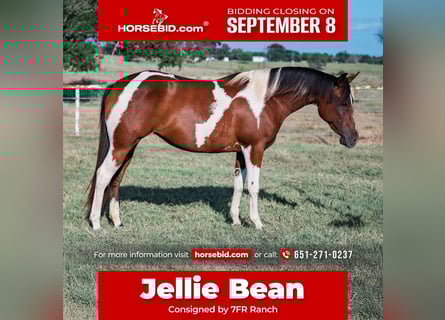 American Paint Horse, Giumenta, 2 Anni, Pezzato