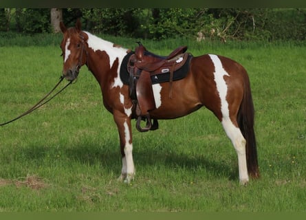 American Paint Horse, Giumenta, 3 Anni, 150 cm, Pezzato