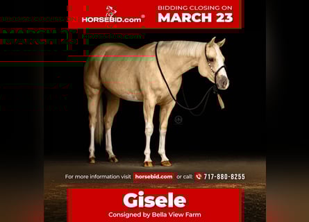 American Paint Horse, Giumenta, 3 Anni, 152 cm, Palomino