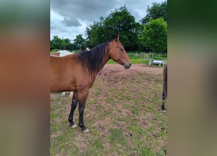 American Paint Horse, Giumenta, 3 Anni, 160 cm, Baio scuro