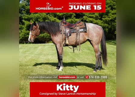 American Paint Horse, Giumenta, 3 Anni, Baio roano