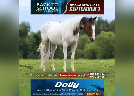 American Paint Horse, Giumenta, 4 Anni, 137 cm, Pezzato