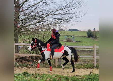 American Paint Horse, Giumenta, 5 Anni, 152 cm, Overo-tutti i colori