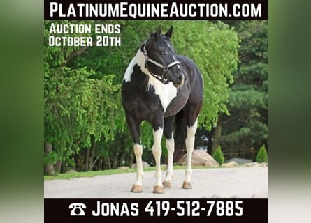 American Paint Horse, Giumenta, 6 Anni, 147 cm, Tobiano-tutti i colori