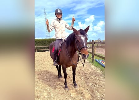 American Paint Horse, Giumenta, 6 Anni, 150 cm, Baio