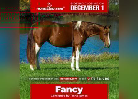 American Paint Horse, Giumenta, 7 Anni, 150 cm, Pezzato