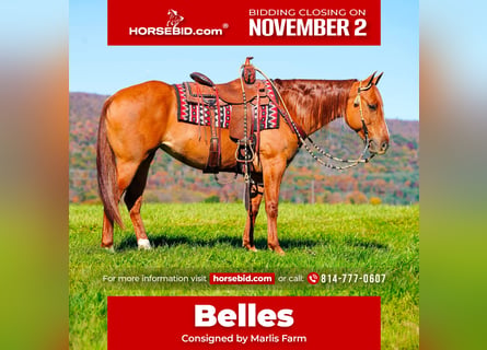 American Paint Horse, Giumenta, 8 Anni, 152 cm, Red dun