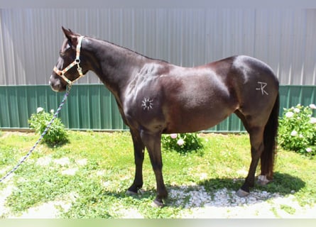 American Paint Horse, Giumenta, 9 Anni, 147 cm, Morello