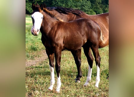 American Paint Horse, Giumenta, Puledri (03/2026), 150 cm, Overo-tutti i colori