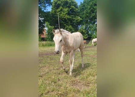 American Paint Horse, Giumenta, Puledri (04/2026), 153 cm, Pelle di daino
