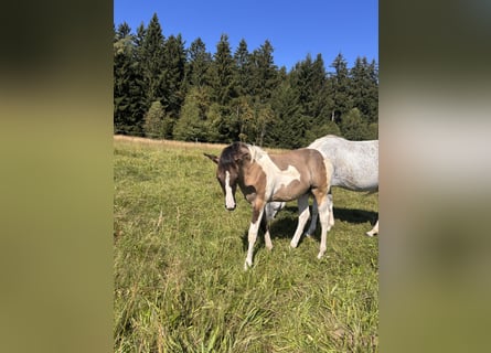 American Paint Horse, Giumenta, Puledri (03/2026), Overo-tutti i colori