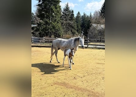 American Paint Horse, Giumenta, Puledri (03/2026), Overo-tutti i colori