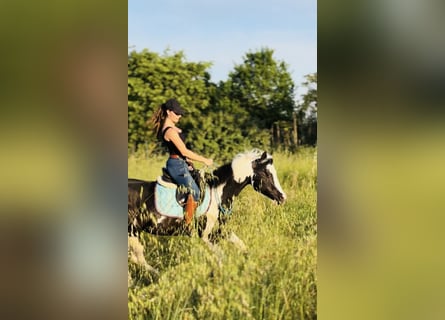 American Paint Horse, Hengst, 10 Jaar, 153 cm, Gevlekt-paard