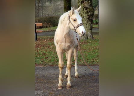 American Paint Horse, Hengst, 1 Jaar, 150 cm, Palomino