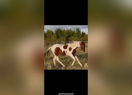 American Paint Horse, Hengst, 1 Jaar, 150 cm, Tobiano-alle-kleuren