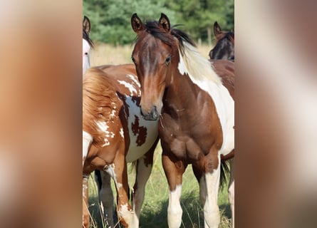 American Paint Horse, Hengst, 1 Jaar, 152 cm, Tobiano-alle-kleuren