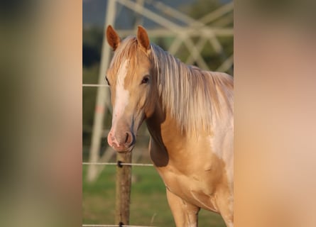 American Paint Horse, Hengst, 1 Jaar, 153 cm, Champagne