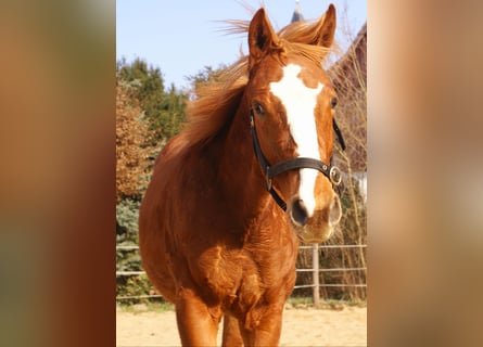 American Paint Horse, Hengst, 1 Jahr, 155 cm, Dunkelfuchs