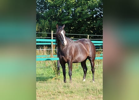 American Paint Horse, Hengst, 2 Jahre, 150 cm, Rappe