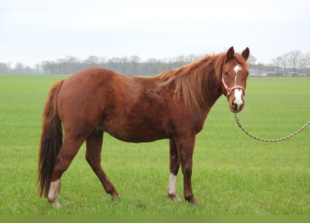 American Paint Horse, Hengst, 2 Jahre, Rotfuchs