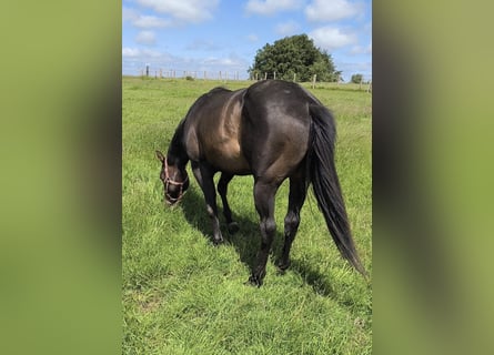 American Paint Horse, Hengst, 3 Jahre, 147 cm, Dunkelbrauner