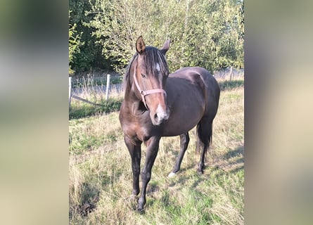 American Paint Horse, Hengst, 3 Jahre, 147 cm, Dunkelbrauner
