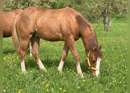 American Paint Horse, Hengst, 3 Jahre, 156 cm, Fuchs