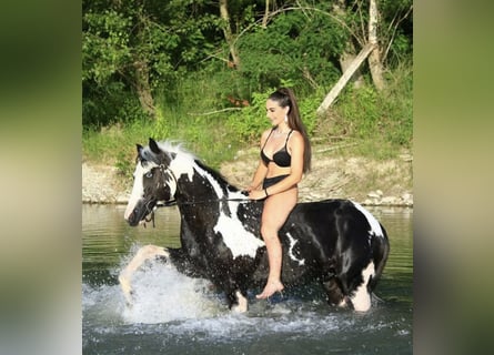 American Paint Horse, Hengst, 9 Jahre, 154 cm, Schecke