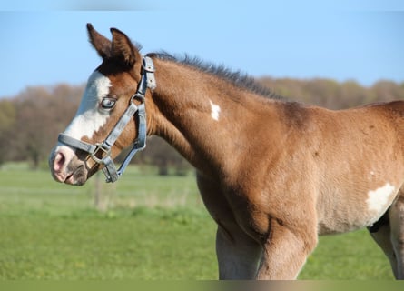 American Paint Horse, Hengst, Fohlen (03/2026), 153 cm, Brauner