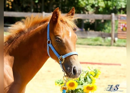 American Paint Horse, Hengst, Fohlen (04/2026), 155 cm, Fuchs
