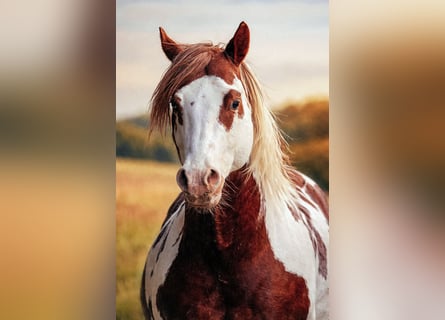 American Paint Horse, Hengst, 18 Jaar, 157 cm, Gevlekt-paard