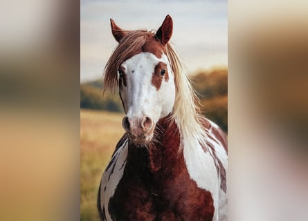 American Paint Horse, Hengst, 18 Jahre, 157 cm, Schecke