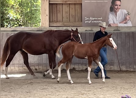 American Paint Horse, Hengst, Veulen (05/2026), 158 cm, Overo-alle-kleuren