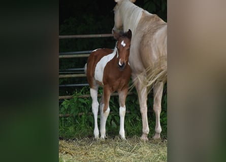 American Paint Horse, Hengst, Veulen (04/2026), 160 cm, Tobiano-alle-kleuren