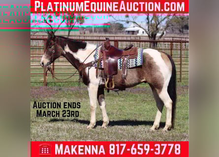 American Paint Horse, Hongre, 10 Ans, 155 cm, Tobiano-toutes couleurs