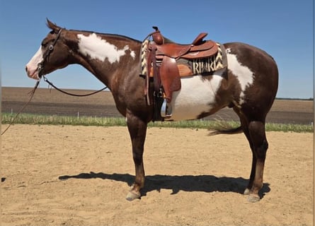 American Paint Horse, Hongre, 10 Ans, 163 cm, Alezan brûlé