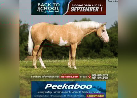 American Paint Horse, Hongre, 11 Ans, 145 cm, Pinto