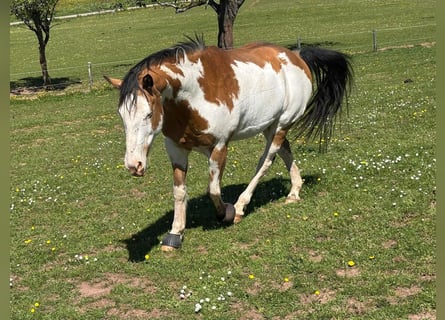 American Paint Horse Croisé, Hongre, 11 Ans, 152 cm, Pinto