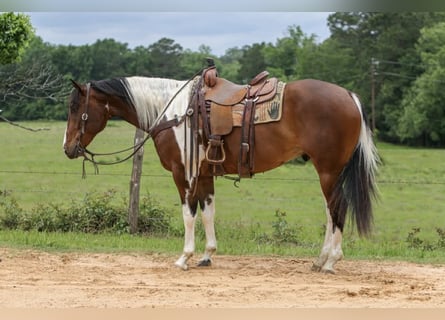 American Paint Horse, Hongre, 11 Ans, 157 cm, Tobiano-toutes couleurs