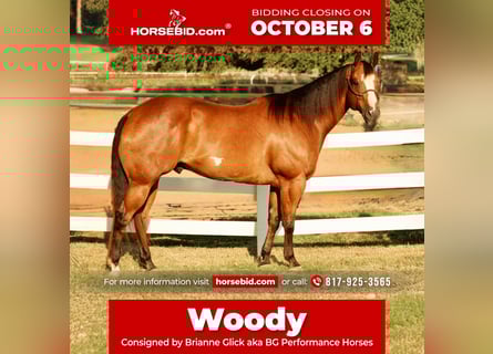 American Paint Horse, Hongre, 11 Ans, 168 cm, Bai cerise