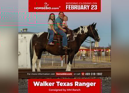 American Paint Horse, Hongre, 12 Ans, 152 cm, Pinto